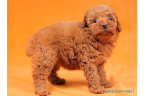 成約済の東京都のトイプードル-203771の3枚目